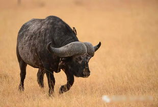 非洲大草原动物有什么特点