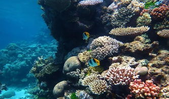 世界最大的珊瑚礁是