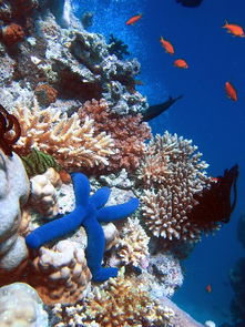大堡礁海洋公园在哪里